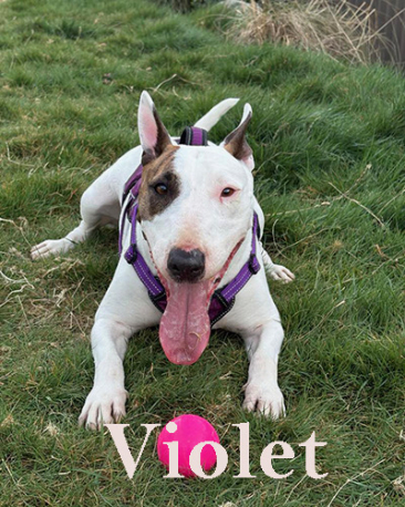 Violet